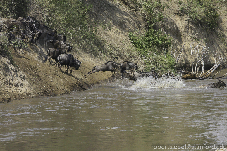 mara river